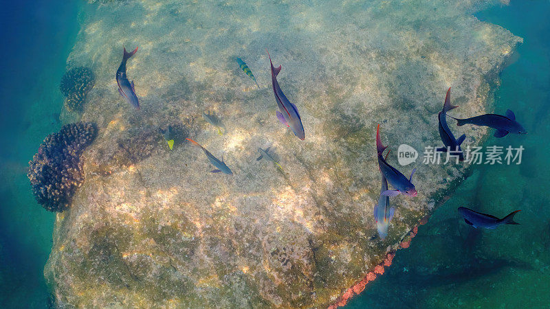 一群太平洋克里奥鱼(Paranthias colonus)在墨西哥下加利福尼亚州的一个珊瑚礁上。